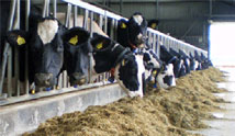 Kühe im Stall